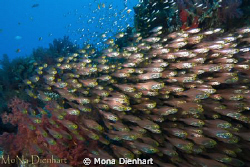 These glassfish can be found around a pinnacle at Coral G... by Mona Dienhart 